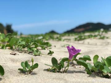 解生肖:桀骜不驯管教从严。动辄打骂还挥鞭代表什么生肖